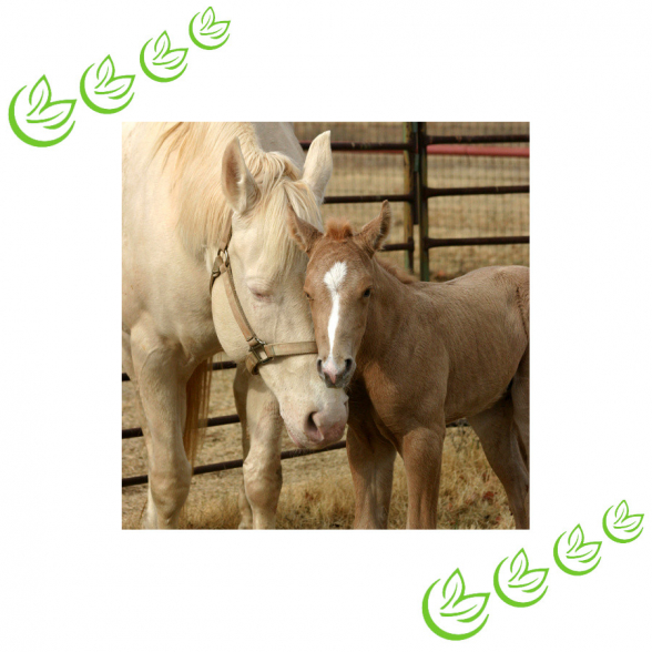 Stutenmilchpulver BIO 250 g